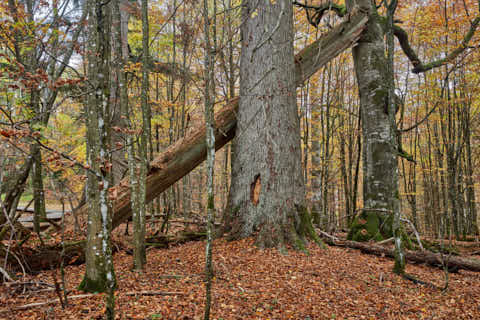 Gemeinde Bayerisch_Eisenstein Landkreis Regen Hans-Watzlik-Hain Baumriesen (Dirschl Johann) Deutschland REG